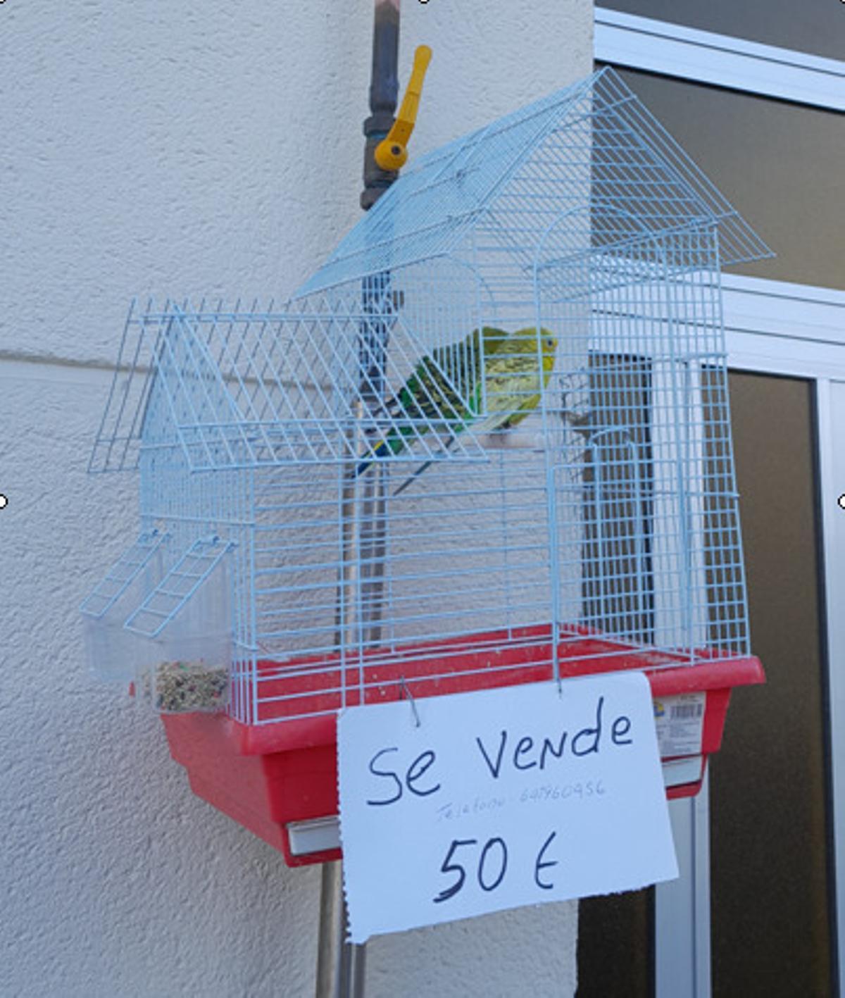 Los periquitos puestos a la venta en Lugo.