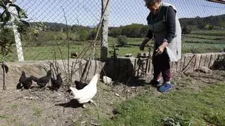 Alarma en Castrillón y Soto del Barco: los cacos roban las gallinas de varios pueblos