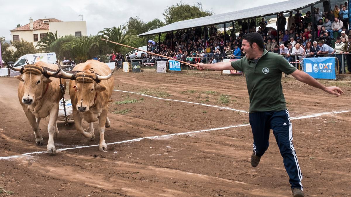 Un senador de Compromís denuncia como maltrato animal el &#039;arrastre de ganado&#039; en Canarias.