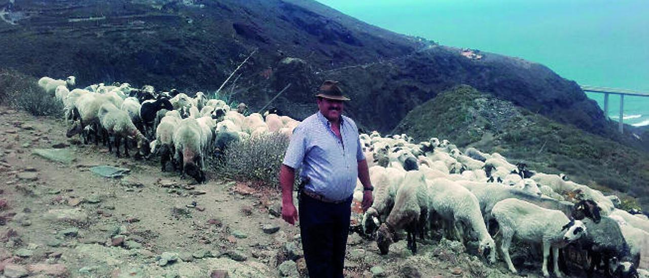 Cristóbal Moreno, ayer, con su ganado en Tres Palmas, con el Cenobio de Valerón y la Cuesta de Silva al fondo.