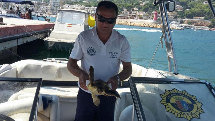 El Oceanogràfic devuelve al mar la tortuga que rescataron los tripulantes de un velero este verano en Xàbia