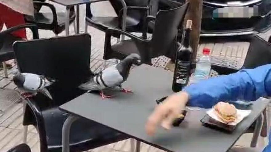 La plaga de palomas «acosa» a los clientes de céntricas terrazas de Alzira