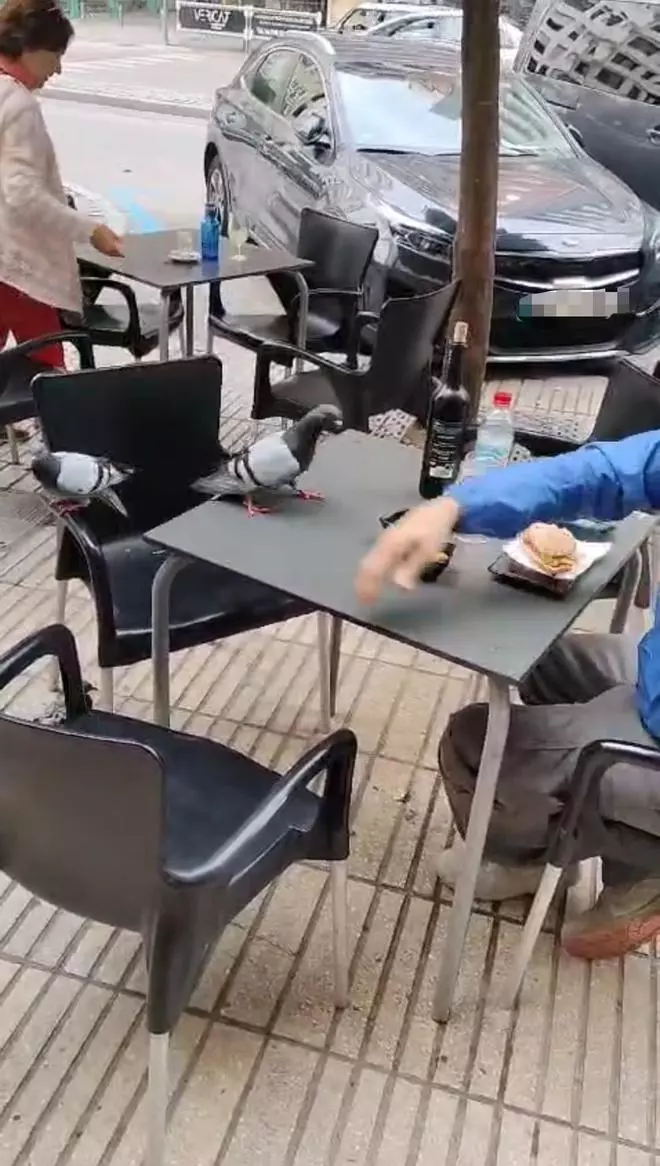 La plaga de palomas «acosa» a los clientes de céntricas terrazas de Alzira