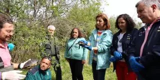 El crecimiento de la población de tortugas se consolida en Corrubedo