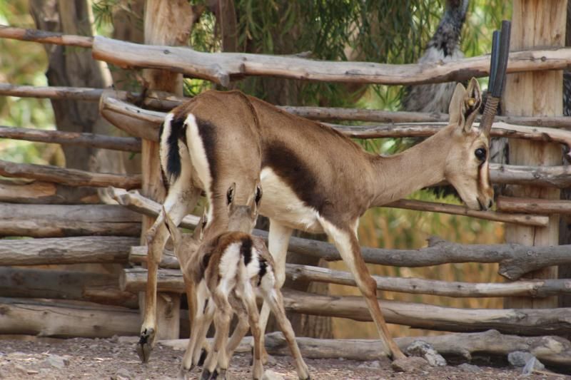 FUERTEVENTURA - Gacelas nacidas en Oasis Park -   | 05/05/2018 | Fotógrafo: Gabriel Fuselli