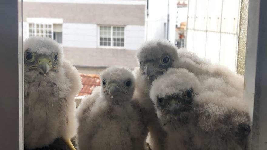 Las crías ya están de nuevo tranquilas en su nido, situado en el alféizar de un edificio grovense. // Muñiz