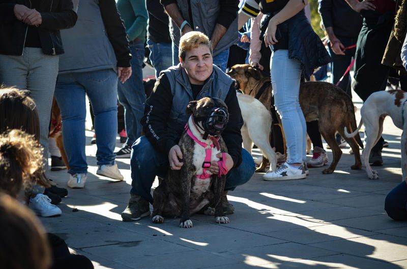 Fundación Bioparc y AUPA celebran el 15º Desfiles de perros abandonados