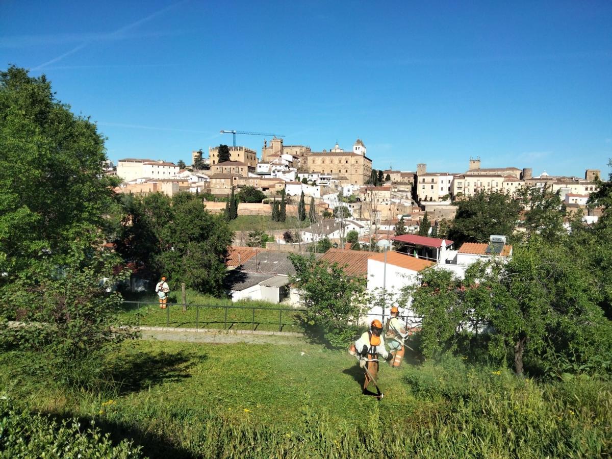 Desbroces para la Bajada de la Virgen de la Montaña.