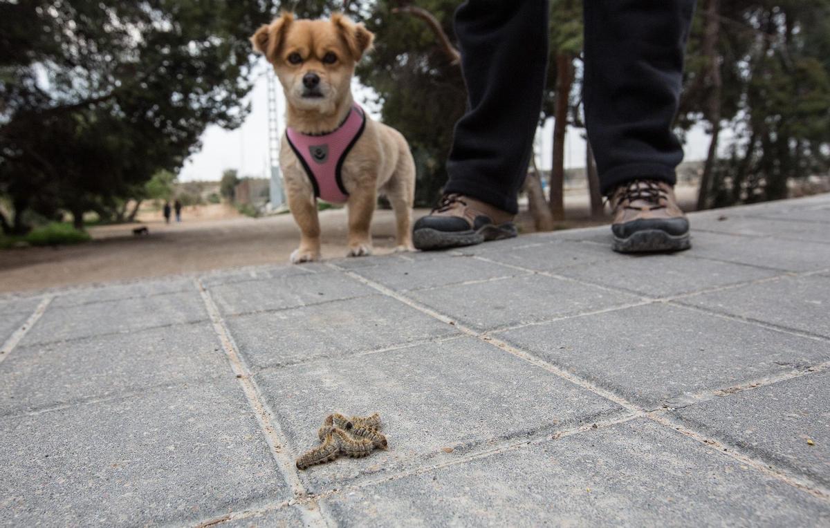 Oruga procesionaria del pino: qué hacer si le pica a mi perro