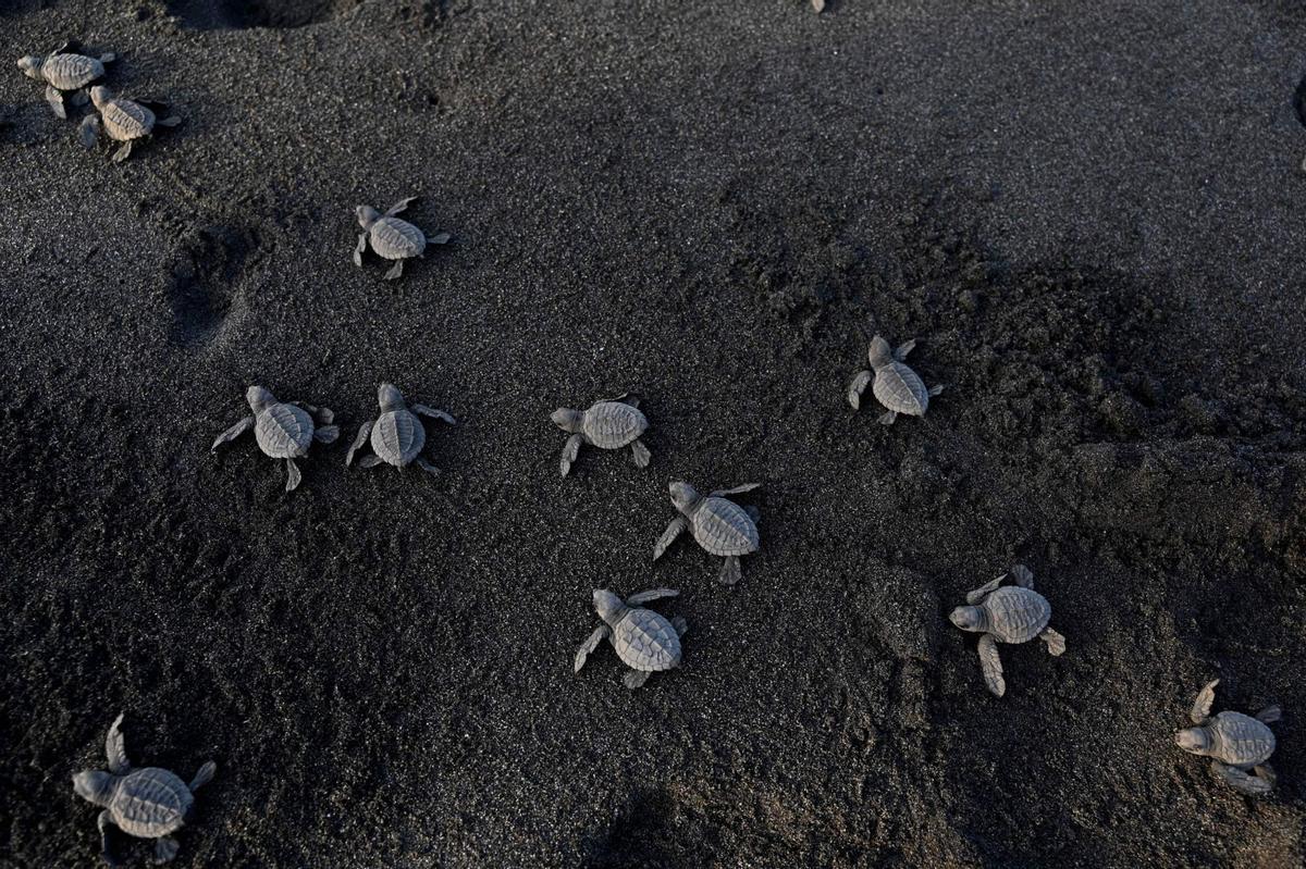 Crías de tortuga negra (Chelonia mydas agassizzii) se dirigen hacia el mar tras de ser liberadas en la playa de Sipacate, a unos 135 km al sur de Ciudad de Guatemala, el 19 de octubre de 2022.