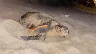 "¡Hay una tortuga!" Así vivieron dos testigos el primer desove en Mallorca