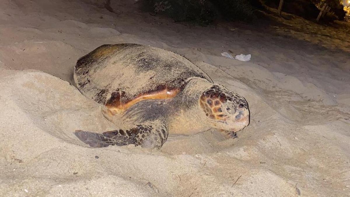 La primera foto de la tortuga marina que desovó en Mallorca