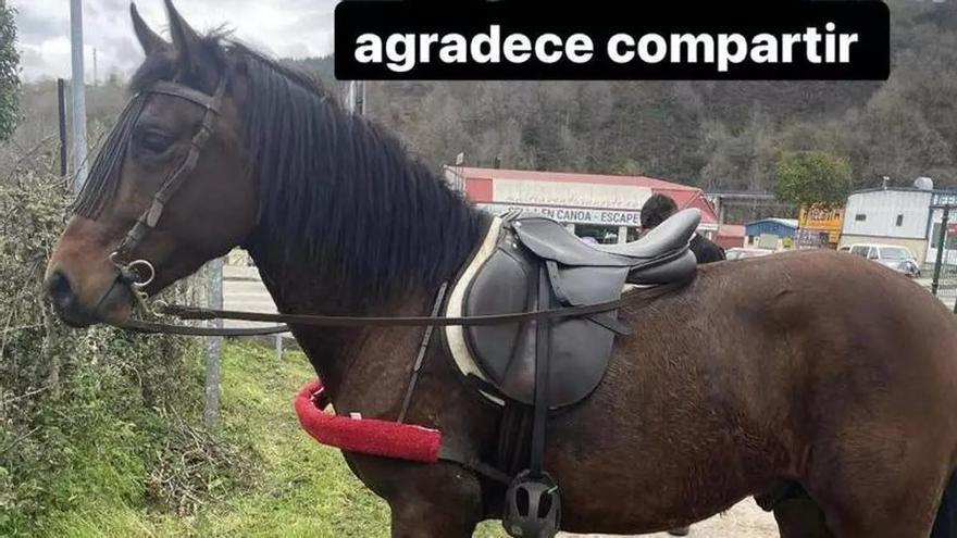 Localizado en Infiesto el caballo desaparecido en Arriondas