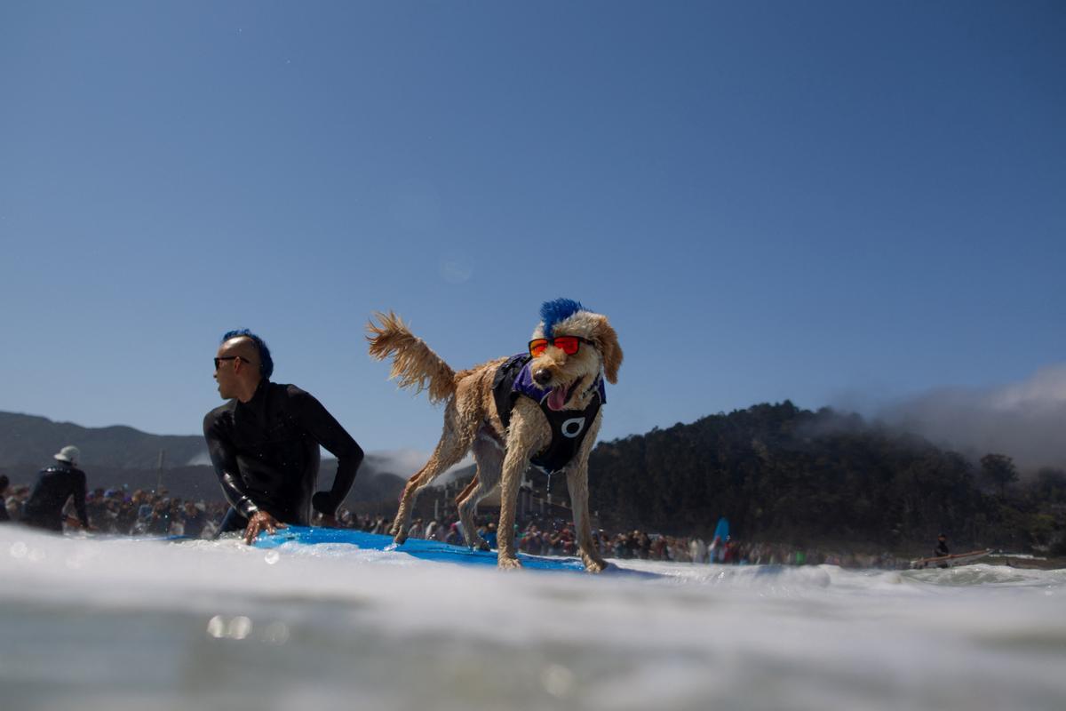 Hicieron un torneo de perros surfistas en California