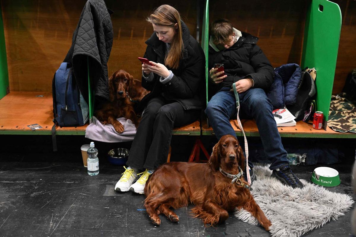 Exposición canina en el Centro Nacional de Exposiciones de Birmingham