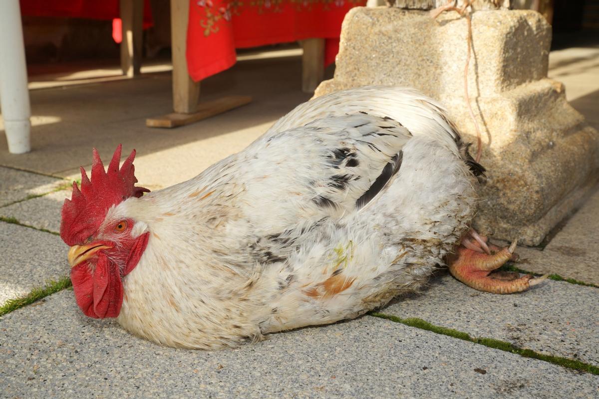 San Antón "triunfa" en San Vitero