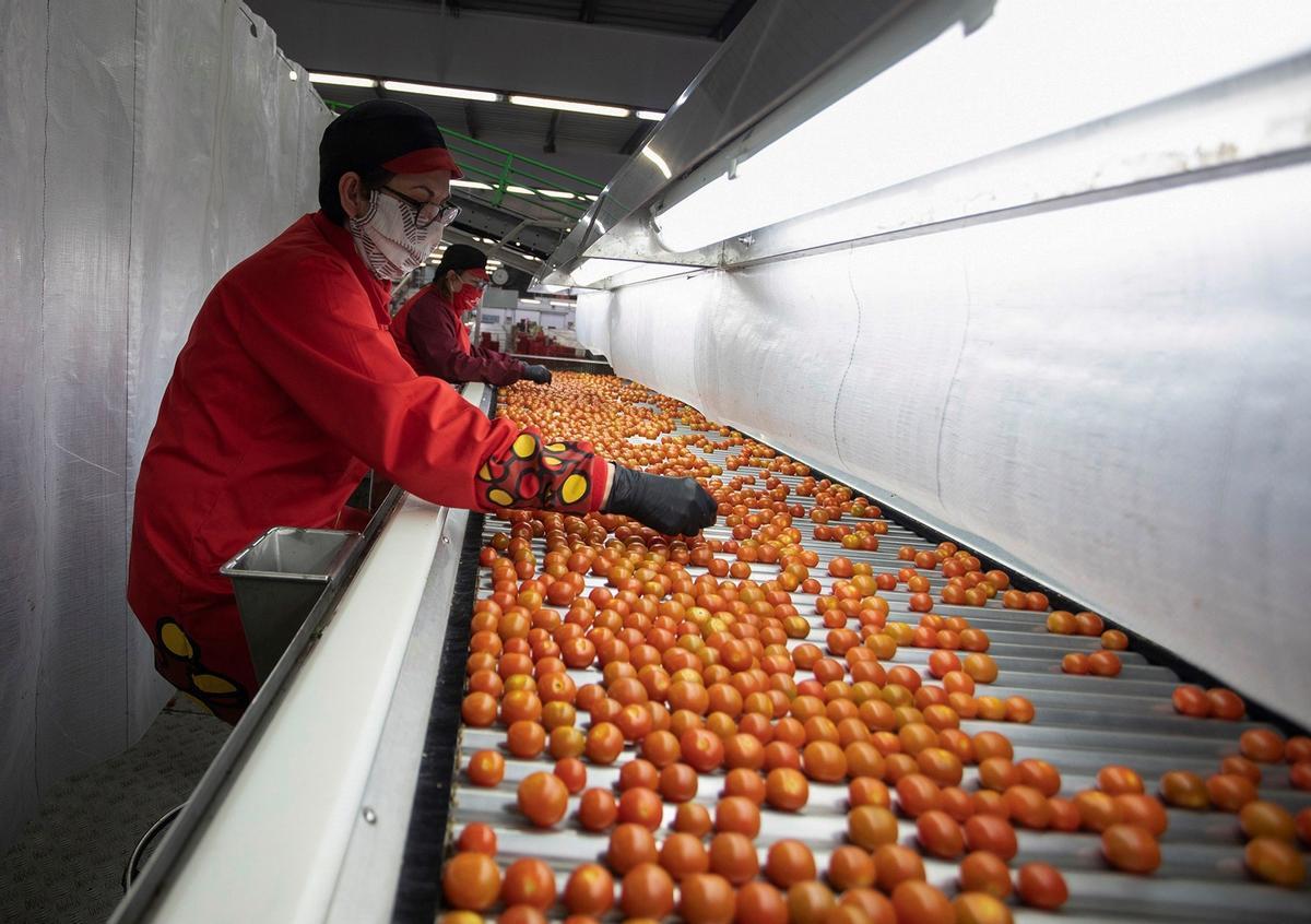 La mayor exportadora mundial de cherry protege a sus trabajadores.