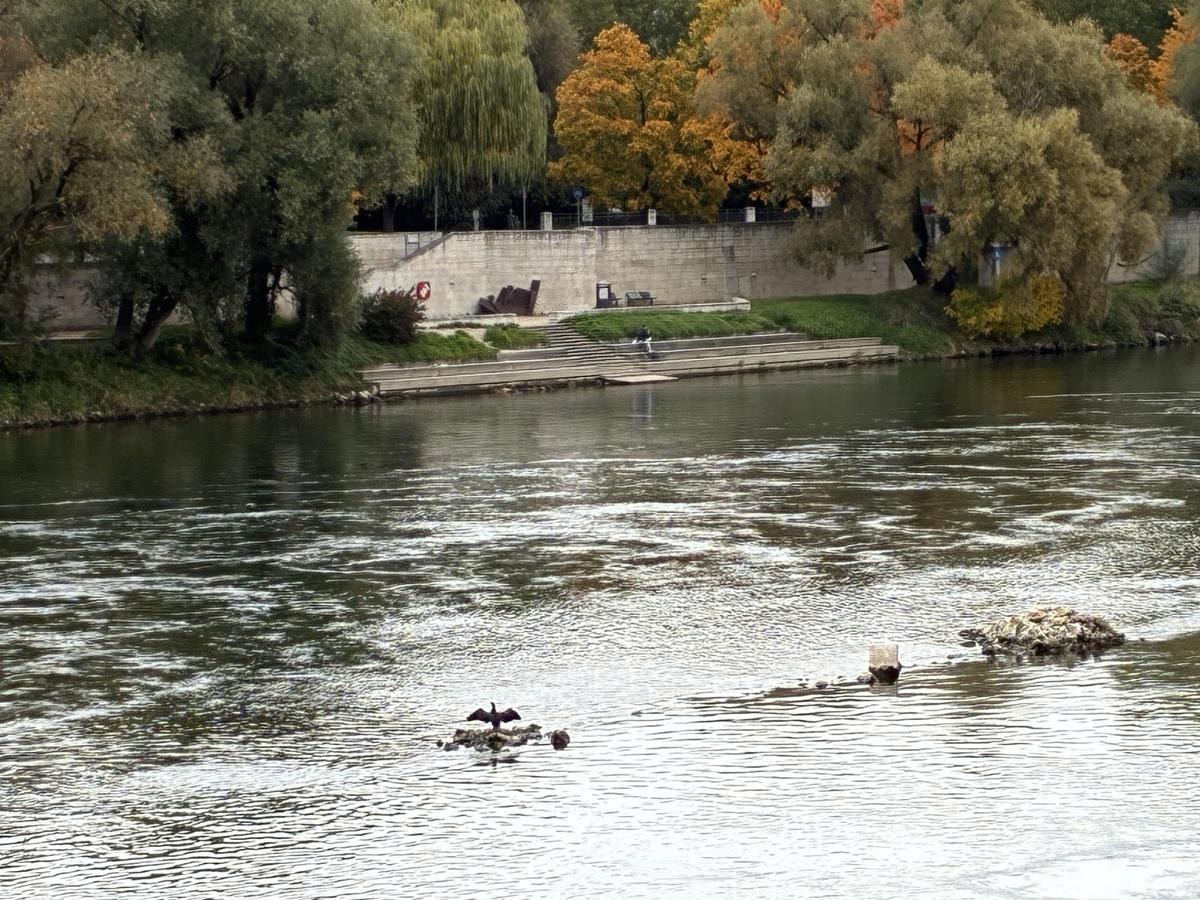 Un cormorán en el Danubio.