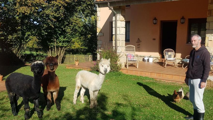 Un trío de alpacas se convierten en la atracción de un hotel rural de Villaviciosa