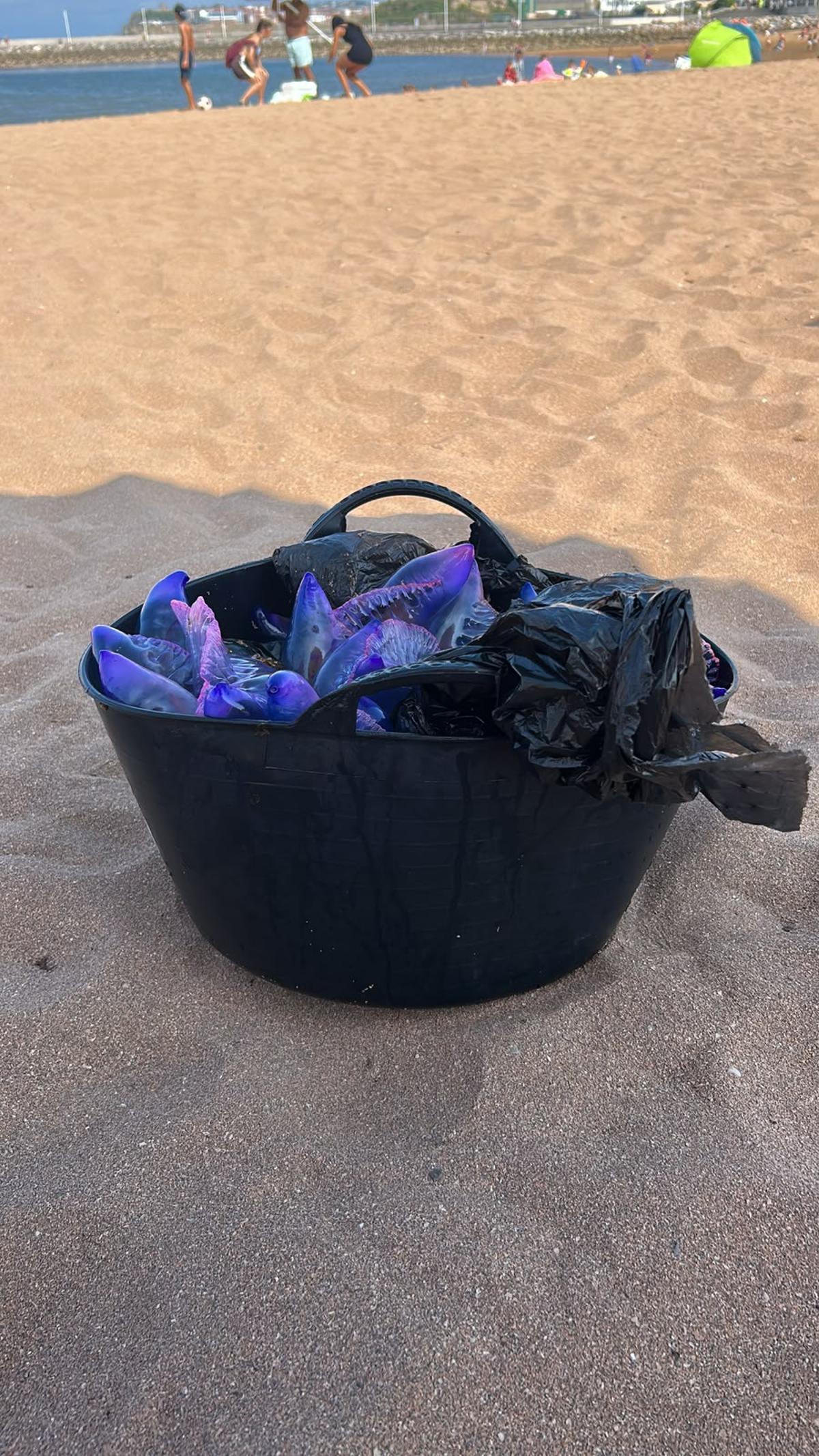 Carabelas recogidas ayer.
