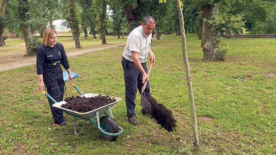 El compost se utilizó para abonar árboles de la Carballeira. // N. Parga