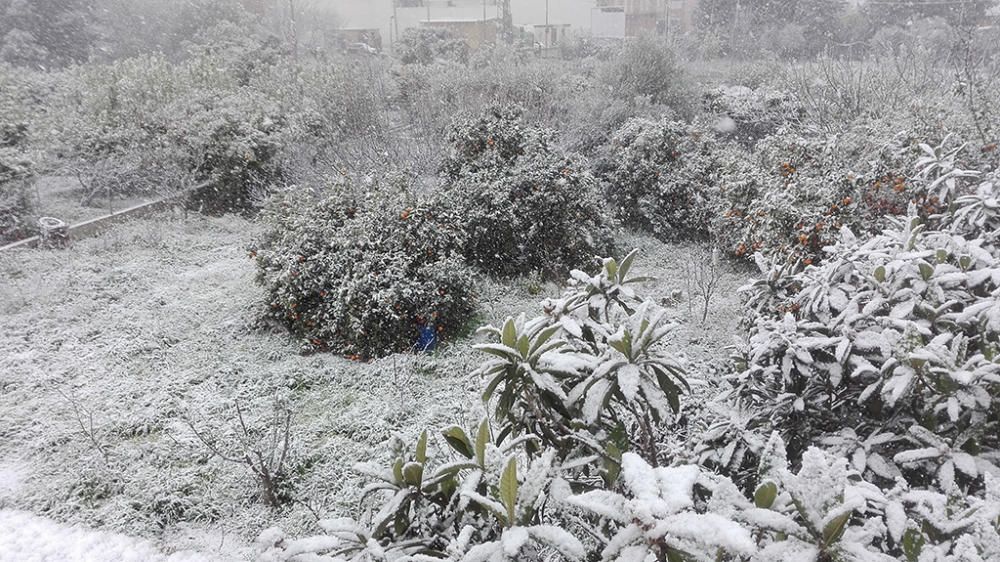 Nieve en la huerta de Murcia