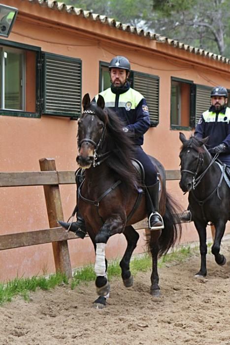Warum sich ein Besuch bei der ältesten Einheit der Ortspolizei von Palma auch für Nicht-Pferdeliebhaber lohnt