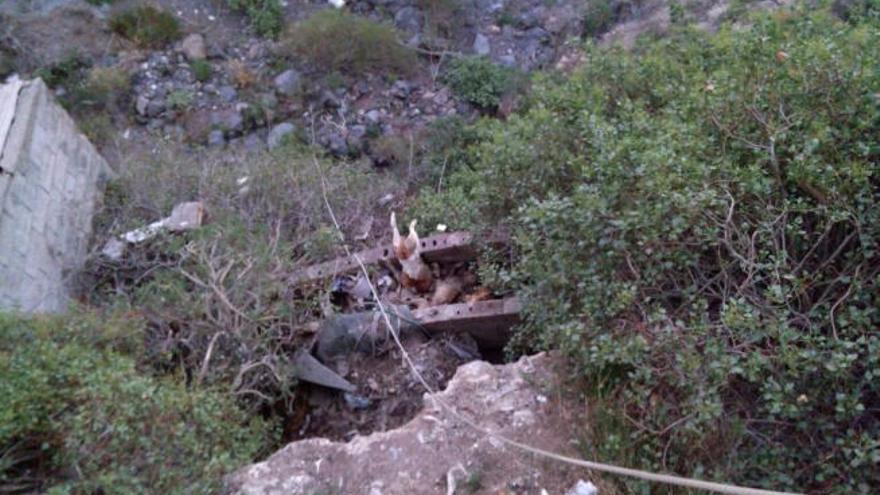 Hallan decenas de animales muertos en una finca de Tenerife