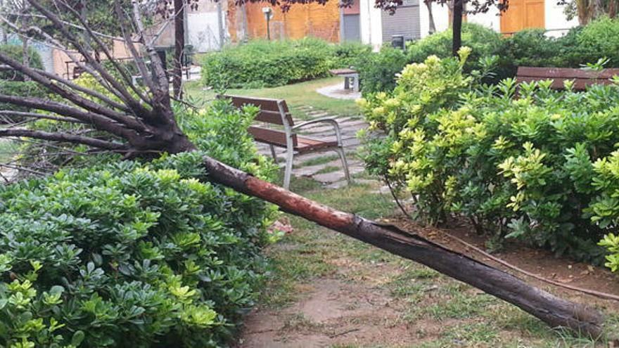 Cae un árbol quince días después de que los vecinos denunciaran su mal estado