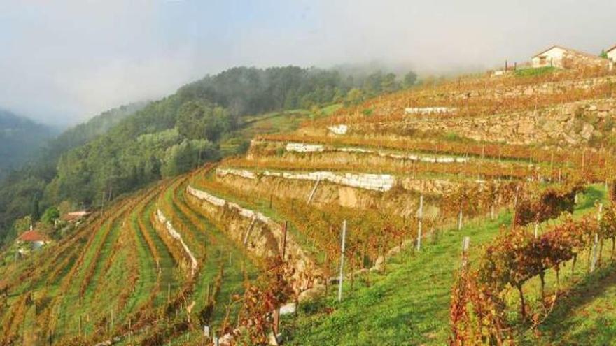 Los viñedos de la bodega Prádio, en el municipio ourensano de A Peroxa, caen por la ladera hasta el río Miño.