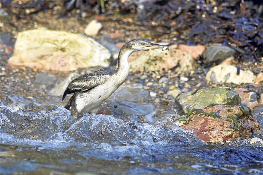 Los cormoranes, los buceadores de los islotes