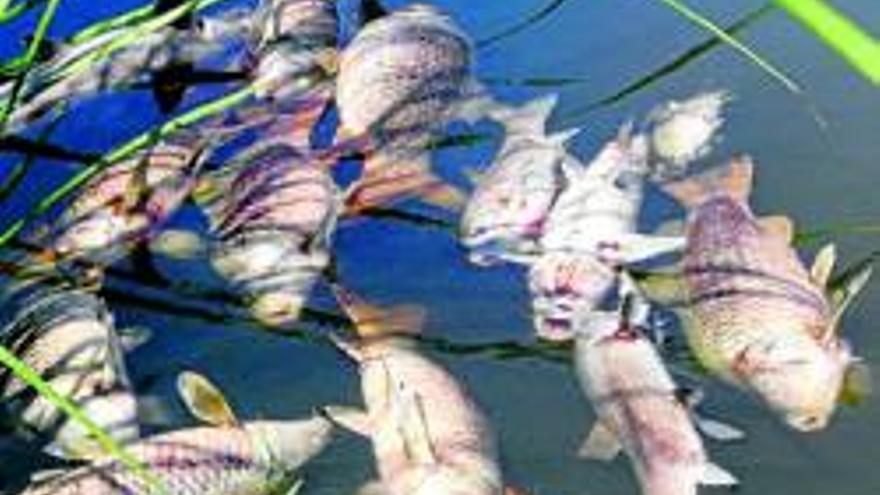 Pescadores hallan miles de peces muertos en una charca de Coria