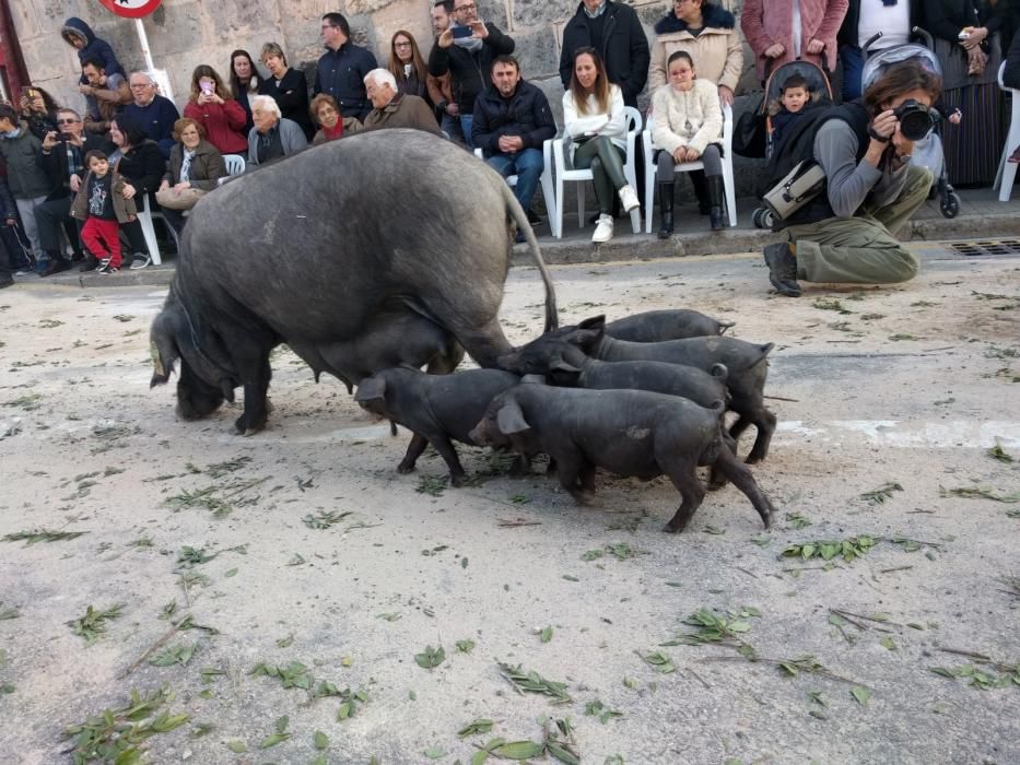 Sant Antoni 2018: Tiersegnungen in Muro