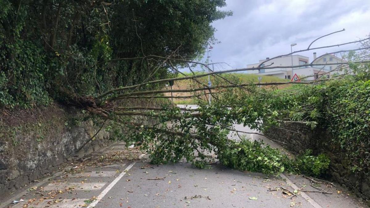 Árbol que se cayó en Santa Cruz, en Oleiros. |   // LA OPINIÓN