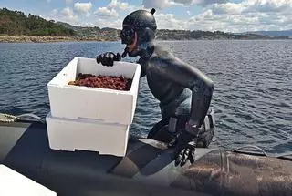 La UVigo repuebla la costa de Cangas con casi 30.000 juveniles de erizo de mar