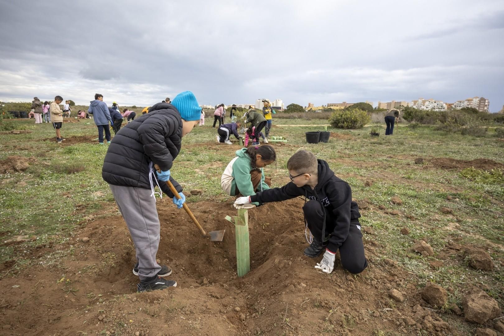 Jornada escolar plantación de especies autóctonas junto al parque natural de las lagunas de Torrevieja y La Mata