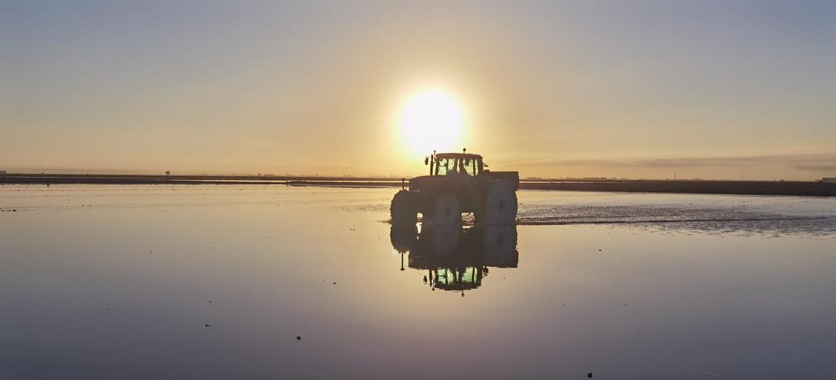 Campos de arroz en las marismas del Guadalquivir.