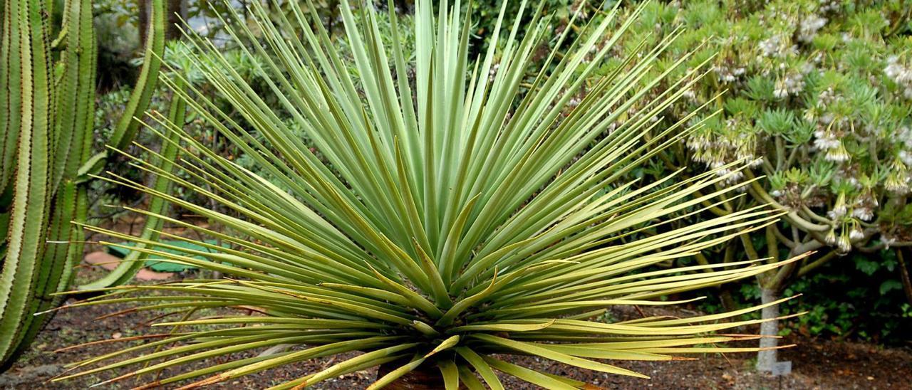 Un ejemplar de drago de Gran Canaria, en el jardín botánico canario Viera y Clavijo. | |