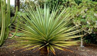 Dracaena Tamaranae, «la sangre de dragón» en peligro de extinción