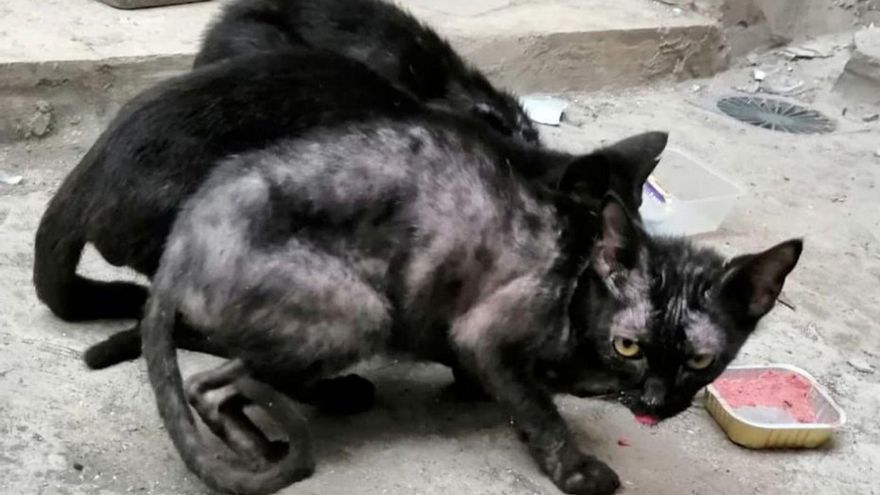 Apresada por tener un perro y tres gatos en un estado lamentable en Canarias