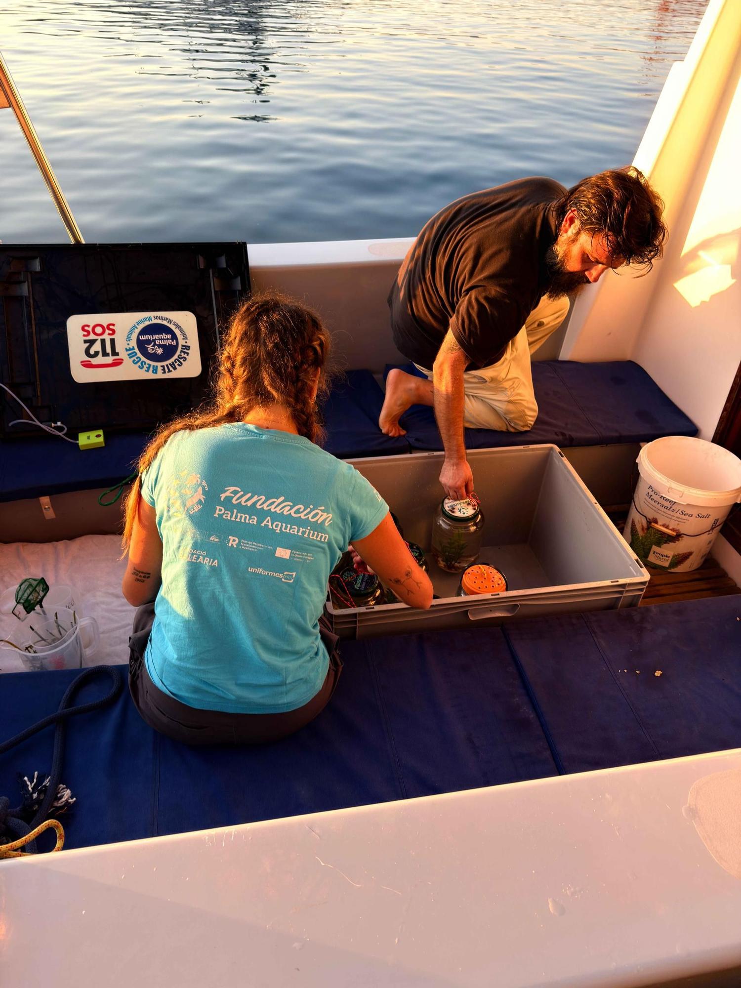 FOTOS | Así han liberado 70 cabaillotos de mar en Mallorca