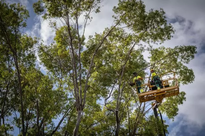 Tala de un árbol en el García Sanabria