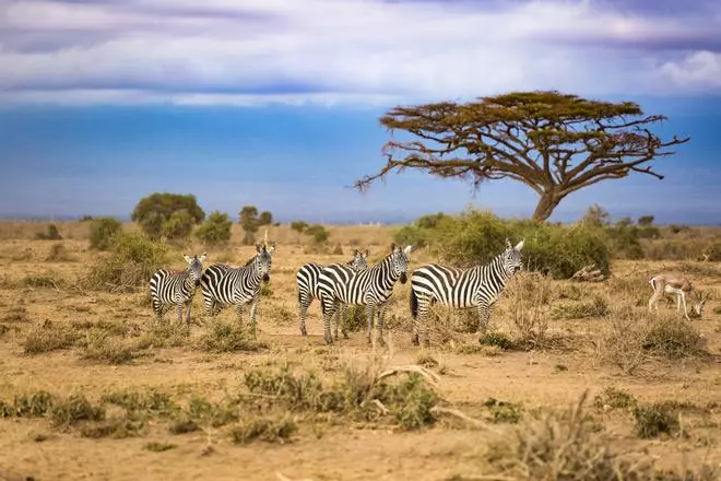 Sudáfrica en cinco experiencias increíbles para cinco tipos de viajeros
