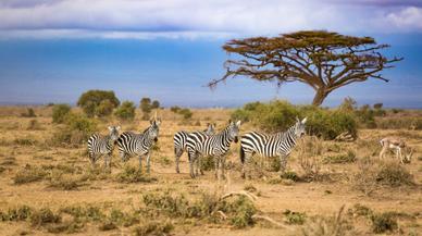 Sudáfrica en cinco experiencias increíbles para cinco tipos de viajeros