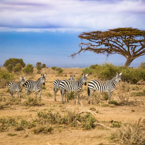 Sudáfrica en cinco experiencias increíbles para cinco tipos de viajeros