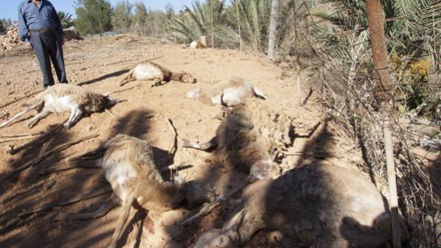 Los perros &#039;degolladores&#039; matan a una decena de ovejas