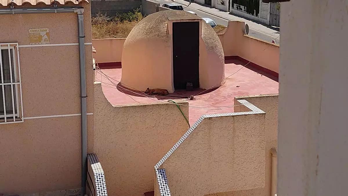 El animal que agonizó en la terraza de la vivienda