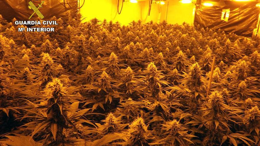 Desmantelan una plantación de marihuana en una vivienda de Calasparra