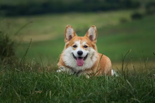 ¿Qué significa que mi perro me siga a todos los lados? Esto dicen los expertos