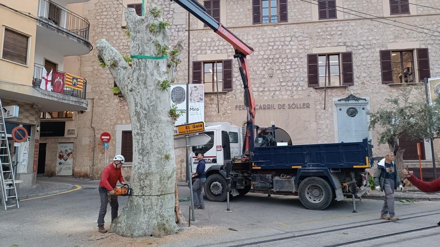 Talan dos históricos plataneros en el centro de Sóller por peligro de caída